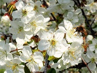 Eine Biene bei der Nahrungsaufnahme auf Sauerkirschblüten